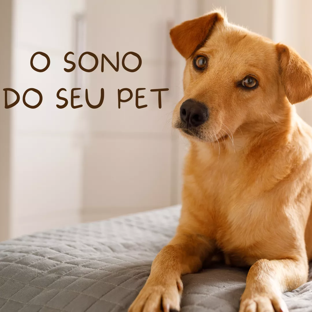 O sono do seu pet